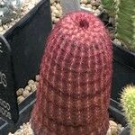 Echinocereus rigidissimus 叶