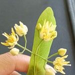 Tilia platyphyllos Blüte