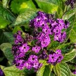 Heliotropium arborescens Cvet