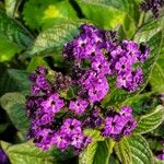 Heliotropium arborescens Flower