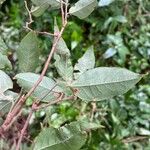 Croton dichogamus Leaf