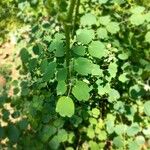 Thalictrum minus 整株植物