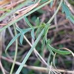 Scabiosa triandra Leaf