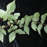 Lonicera lanceolata Hábito