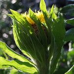 Centaurea macrocephala Hoja