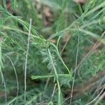 Linum lewisii Leaf