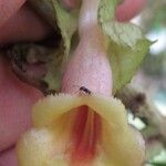 Drymonia macrophylla Altul/Alta