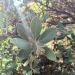 Arctostaphylos columbiana ᱥᱟᱠᱟᱢ