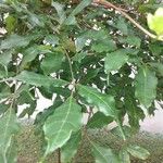 Leea guineensis Leaf