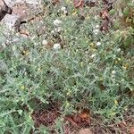 Senecio viscosus Habit