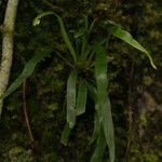 Haplopteris ensiformis Leaf