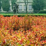 Spiraea japonica Blad