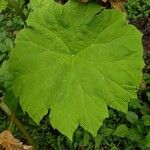 Astilboides tabularis Leaf