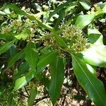 Cloezia floribunda Συνήθη χαρακτηριστικά