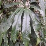 Philodendron cretosum Φύλλο