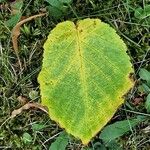 Corylus cornuta Hoja