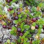 Empetrum nigrum Costuma