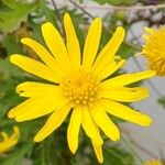 Euryops chrysanthemoides Floro