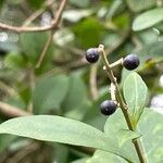 Ligustrum ovalifolium Плод