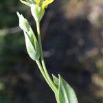Blackstonia imperfoliata Floro