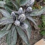 Saussurea alpina Outro