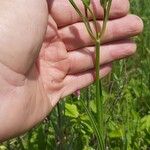 Knautia orientalis Συνήθη χαρακτηριστικά