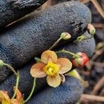 Epimedium alpinum Flors