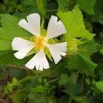 Kitaibelia vitifolia Flor