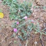 Pigea enneasperma Квітка