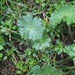 Geranium argenteum Leaf