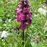 Pedicularis cenisia Flower