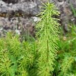 Equisetum pratense برگ