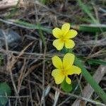 Viola sempervirens 花