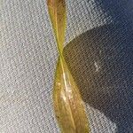 Potamogeton gramineus Hoja
