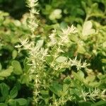 Sedum glaucophyllum Агульны выгляд