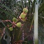 Canna glauca Fruct