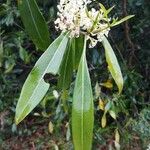 Morella cerifera Hoja