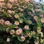 Lantana aculeata Flors