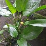 Echinodorus cordifolius Leaf