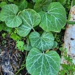 Cucurbita moschata Levél