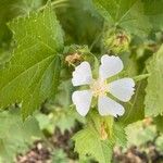 Kitaibelia vitifolia Flor