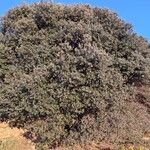 Quercus rotundifolia Habit