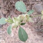 Tripodion tetraphyllum Blomst