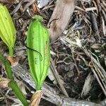 Angraecum eburneum Plod