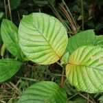 Mussaenda erythrophylla Folha