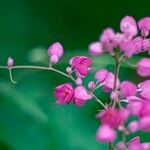 Antigonon leptopus Blomst