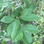 Heteromorpha arborescens Leaf