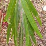 Melaleuca viminalis Leaf