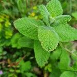 Mentha × villosa Blad