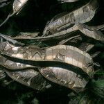 Entada polystachya Fruto